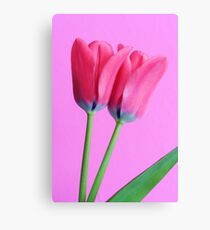 A study in pink Canvas Print