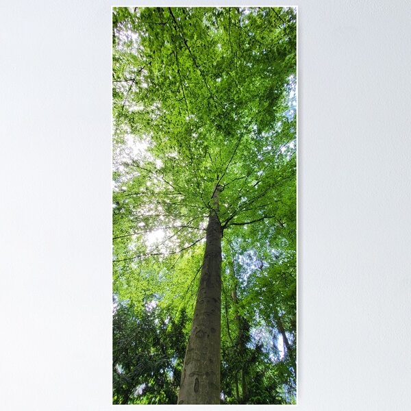 Item preview, Treetop designed and sold by MH-MediaMind.