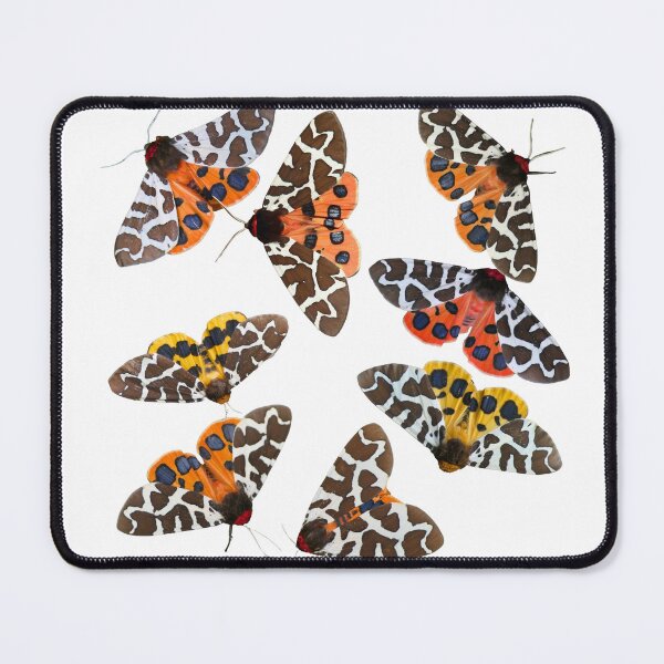 Item preview, Garden Tiger Moths: Arctia caja by Bart Coppens designed and sold by Entomologist.