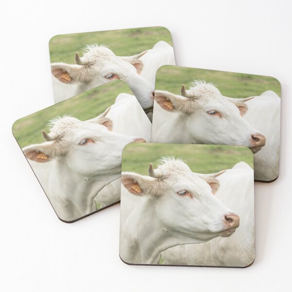 Artikelvorschau, Charolais-Kuh III entworfen und verkauft von Jane Stanley Photography.