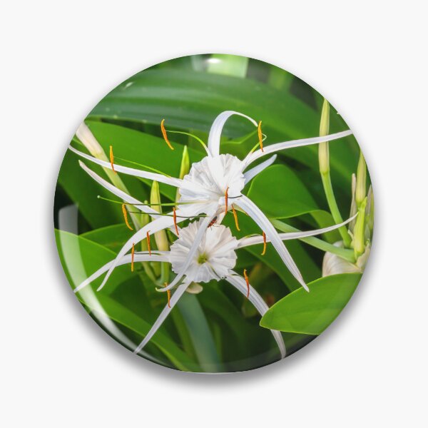 Item preview, Copy of White Spyder Lilies X1320 designed and sold by RichFrancoCars.