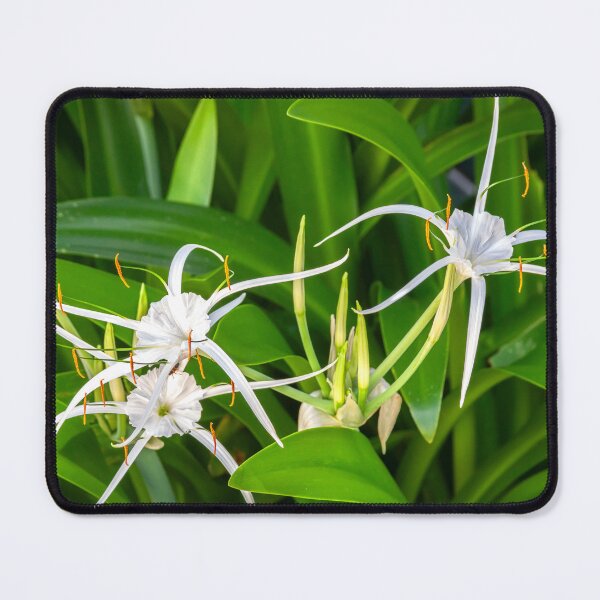 Item preview, Copy of White Spyder Lilies X1320 designed and sold by RichFrancoCars.