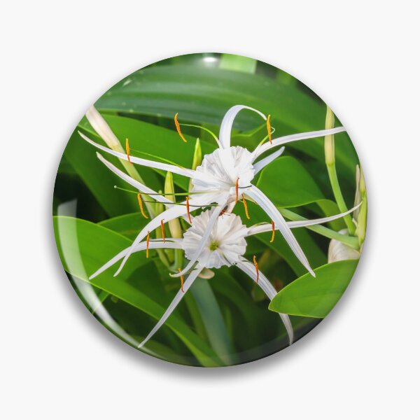Item preview, White Spyder Lilies X136 designed and sold by RichFrancoCars.