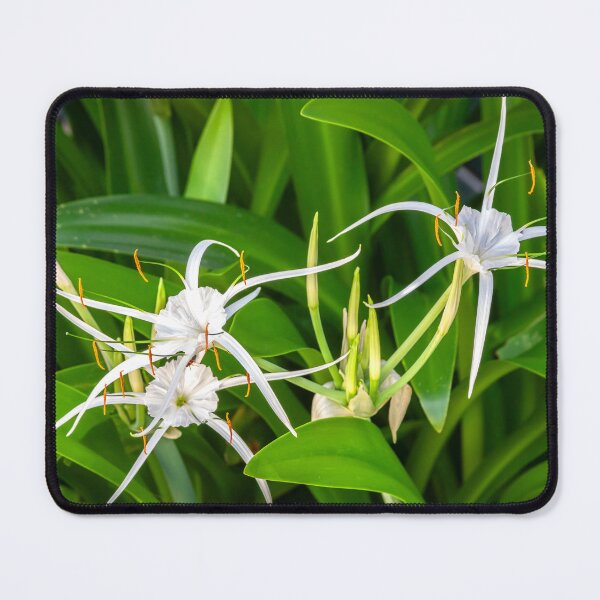 Item preview, White Spyder Lilies X136 designed and sold by RichFrancoCars.