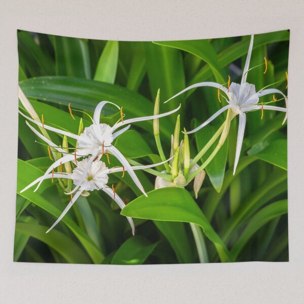 Item preview, White Spyder Lilies X136 designed and sold by RichFrancoCars.