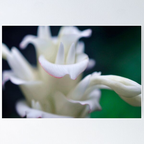Fountain Flower Poster