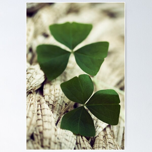 Item preview, shamrocks designed and sold by jsbb123.