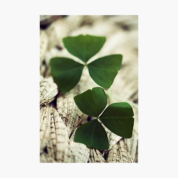 Item preview, shamrocks designed and sold by jsbb123.