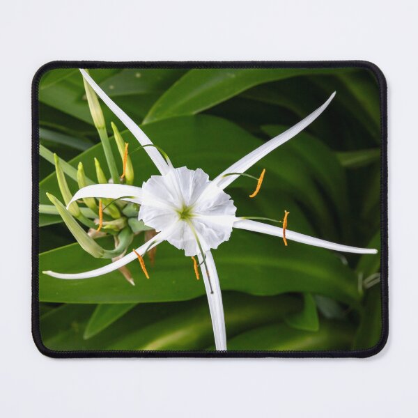 Item preview, White Spider Lilies X139 designed and sold by RichFrancoCars.