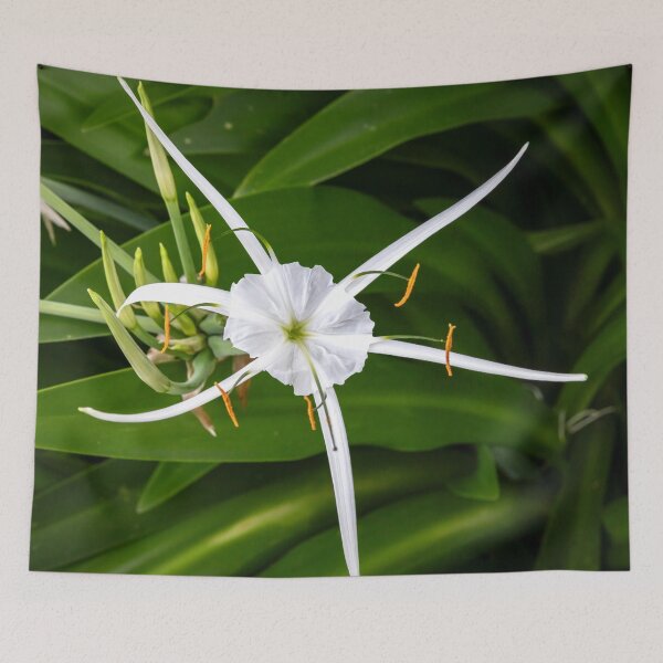Item preview, White Spider Lilies X139 designed and sold by RichFrancoCars.