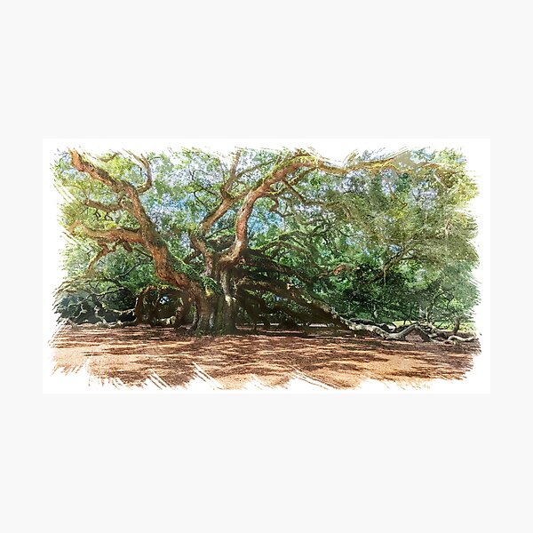 Item preview, Angel Oak Tree in Charleston, South Carolina designed and sold by Frog Level Treasures.
