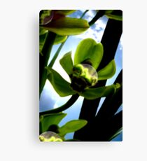 LifeCycle Canvas Print