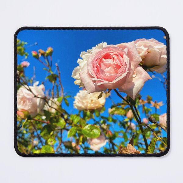 Item preview, Pink Rose under a Blue Sky designed and sold by Violaman.