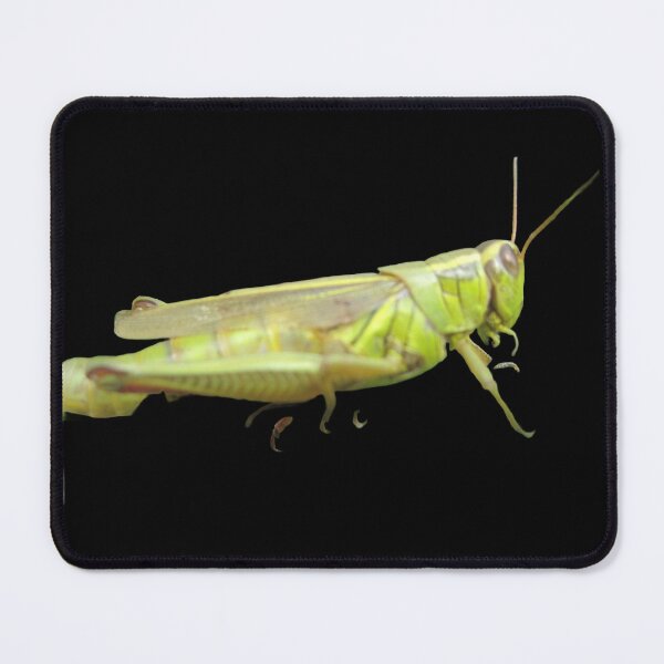 Item preview, Grasshopper  designed and sold by Lauracolleen3.
