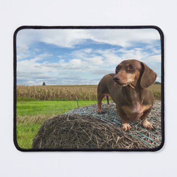 Item preview, Miniature Dachshund on top of a Midwestern Hay Bale designed and sold by tmf222.