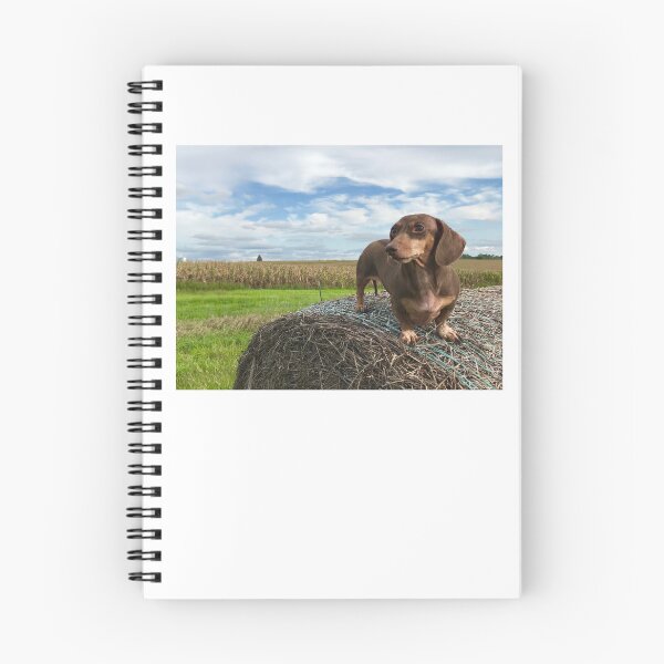 Item preview, Miniature Dachshund on top of a Midwestern Hay Bale designed and sold by tmf222.