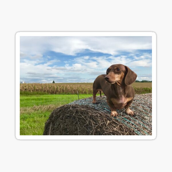 Item preview, Miniature Dachshund on top of a Midwestern Hay Bale designed and sold by tmf222.
