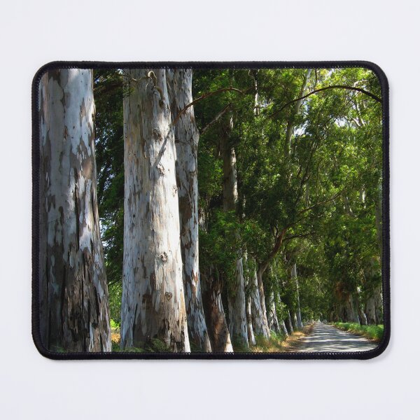 Item preview, Eucalyptus Tree Canopy Tunnel Akcapinar Gokova Turkiye designed and sold by taiche.