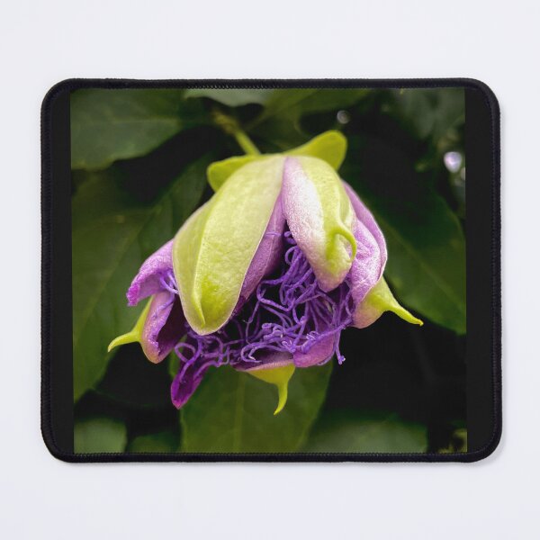 Item preview, Passion flower designed and sold by Gemini Dreaming.