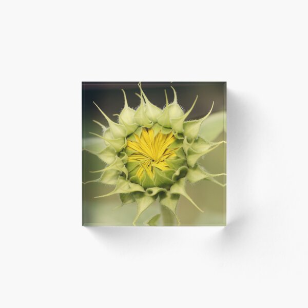 Artikelvorschau, Sonnenblume Knospe entworfen und verkauft von Spring Reilly.