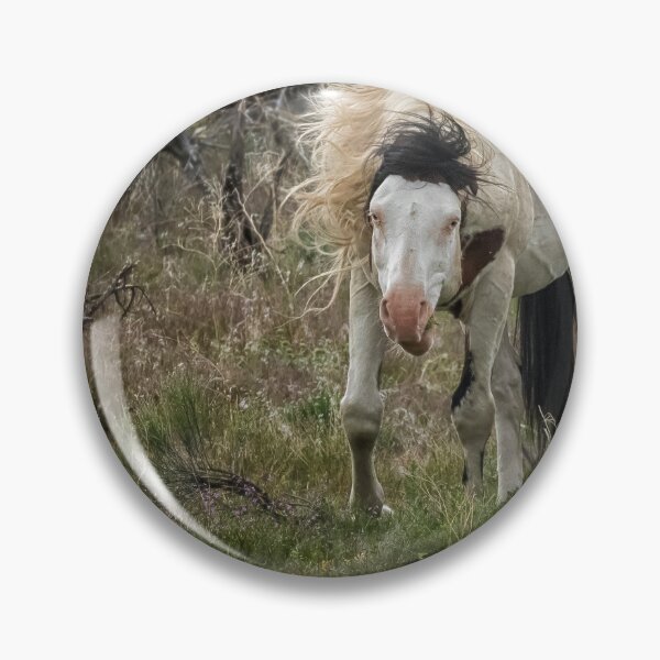 Item preview, Wild Thing - Shaman, South Steens Herd designed and sold by Belinda Greb Photography.