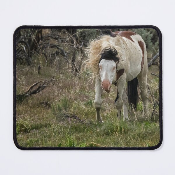 Item preview, Wild Thing - Shaman, South Steens Herd designed and sold by Belinda Greb Photography.