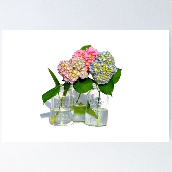 Item preview, Pink hydrangeas, yellow hydrangeas, blue Hydrangeas in mason jars designed and sold by hollycooper.