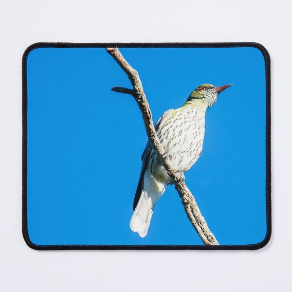 Item preview, Olive-backed oriole also called Oriolus sagittatus designed and sold by robdanimalphotography.