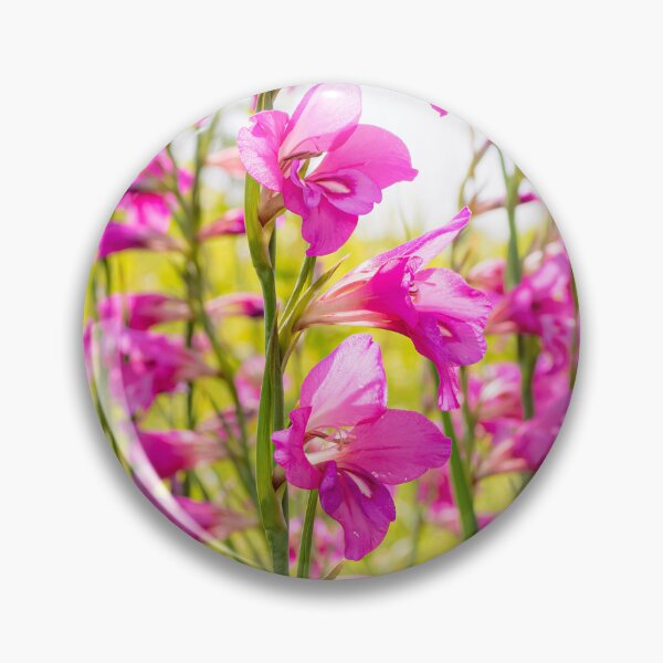 Artikelvorschau, Wilde rosa Gladiolen wachsen in den Olivenhainen von Korfu entworfen und verkauft von nickbrayimages.