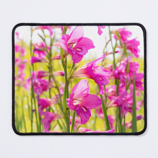 Item preview, Wild Pink Gladioli growing in the Olive Groves of Corfu designed and sold by nickbrayimages.