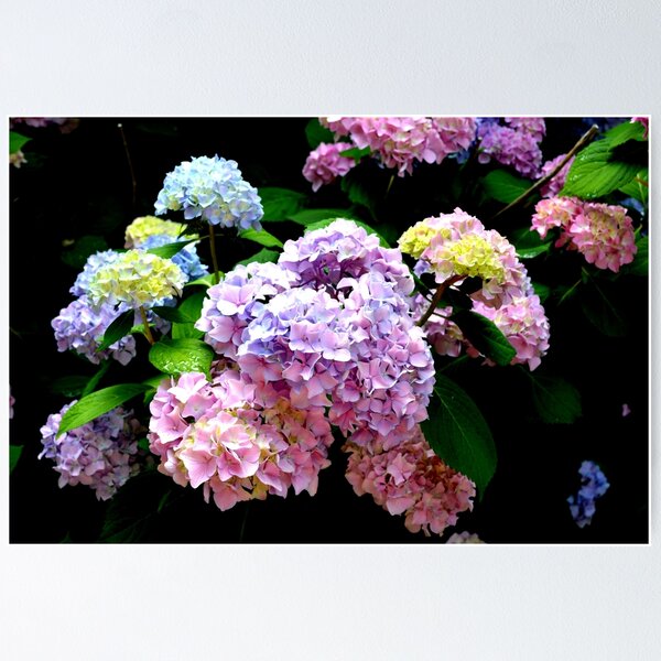 Item preview, Hydrangea Gardens, Romantic colorful classic Garden florals  designed and sold by hollycooper.
