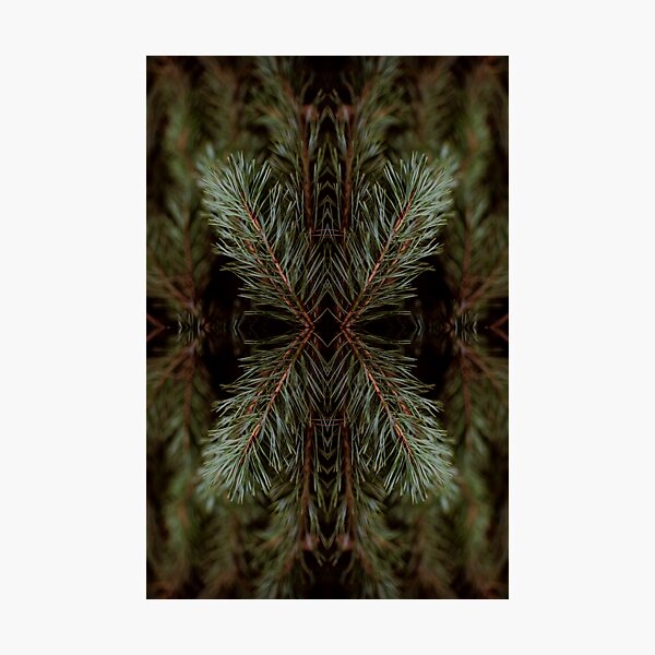 Item preview, Conifer designed and sold by PatternOfNature.