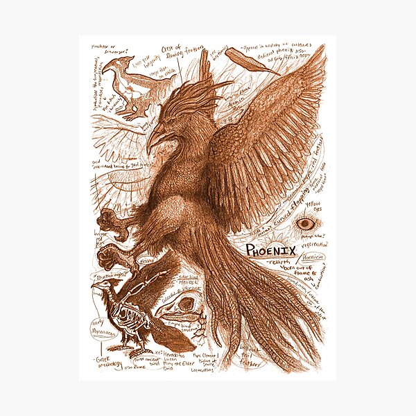EgertronPuck's Orange Phoenix Anatomy Illustration Photographic Print