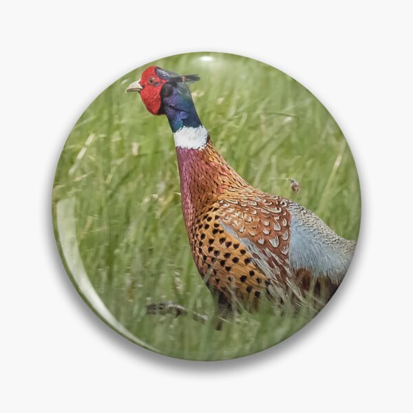 Item preview, Ring-necked Pheasant designed and sold by Belinda Greb Photography.