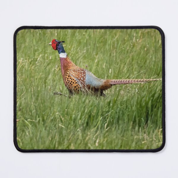 Item preview, Ring-necked Pheasant designed and sold by Belinda Greb Photography.