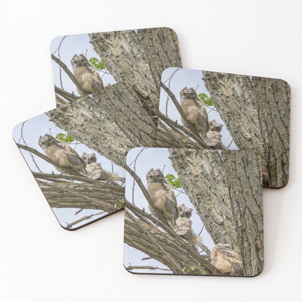 Item preview, Revisiting the Three Great Horned Owlets designed and sold by Belinda Greb Photography.