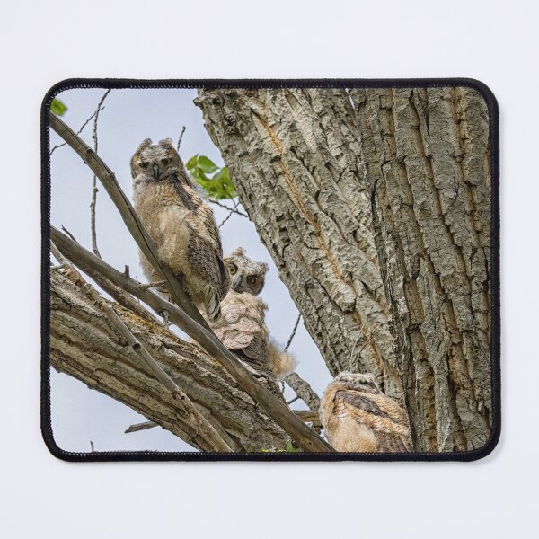 Item preview, Revisiting the Three Great Horned Owlets designed and sold by Belinda Greb Photography.