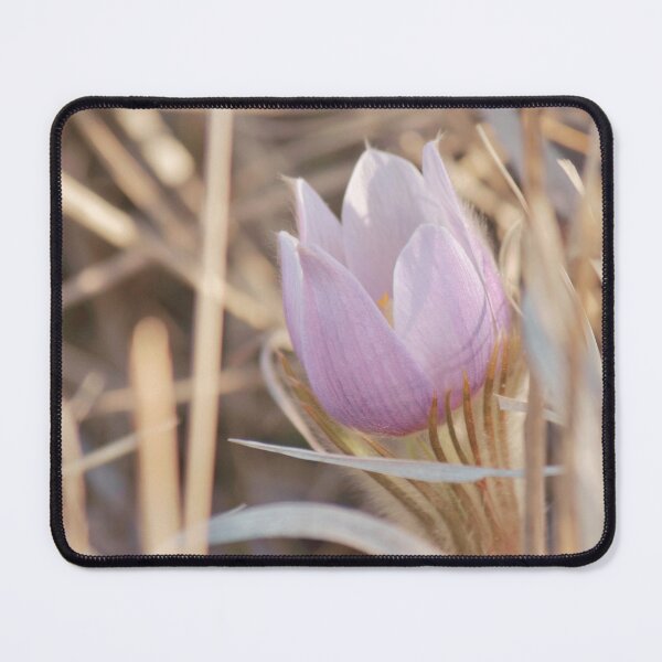 Item preview, Light Purple Spring Crocus Flower designed and sold by FeatherfallSTU.