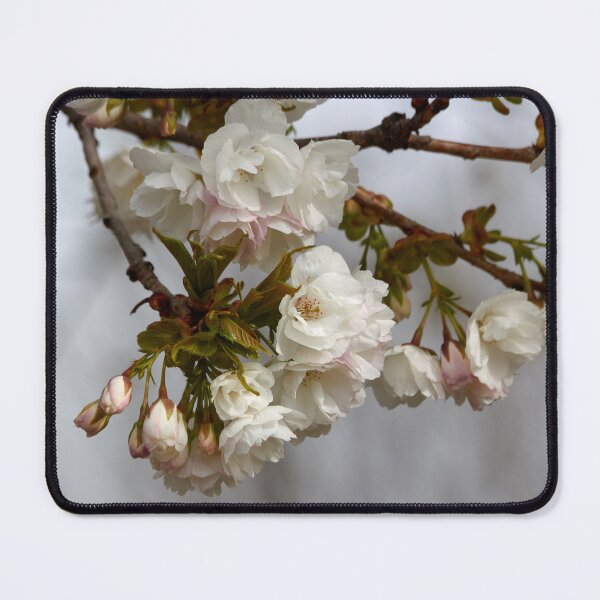 Item preview, Branching Out with Cherry Blossoms designed and sold by couragesings.