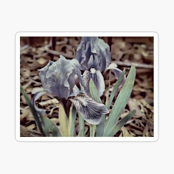 Item preview, Zombie Goth Irises designed and sold by Bobthebug.