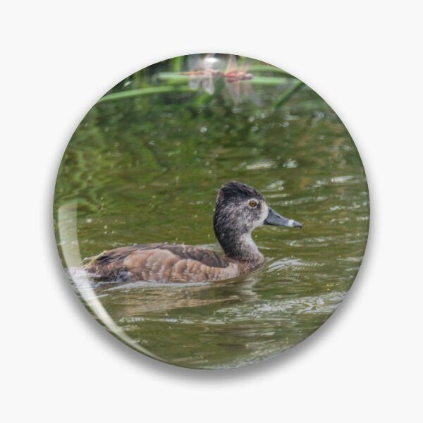 Item preview, Ring Necked Duck Santa Ana NWR Texas designed and sold by Debra Martz.