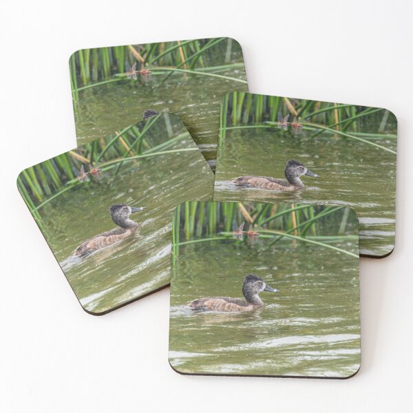 Item preview, Ring Necked Duck Santa Ana NWR Texas designed and sold by Debra Martz.
