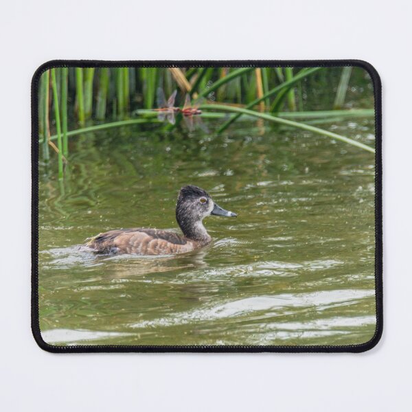Item preview, Ring Necked Duck Santa Ana NWR Texas designed and sold by Debra Martz.