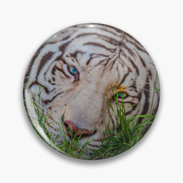 Item preview, White Bengal Tiger with blue eyes designed and sold by Dalyndigital Photography.