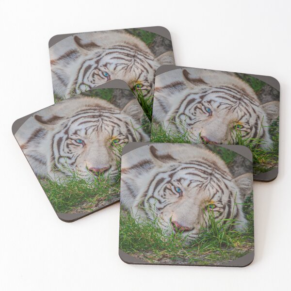 Item preview, White Bengal Tiger with blue eyes designed and sold by Dalyndigital Photography.