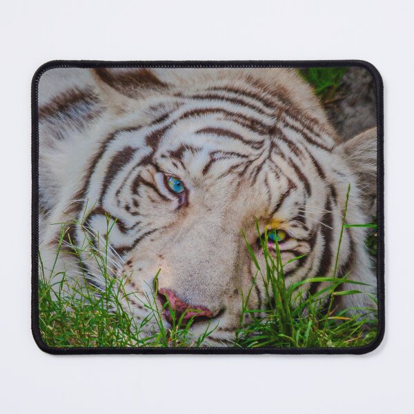 Item preview, White Bengal Tiger with blue eyes designed and sold by Dalyndigital Photography.