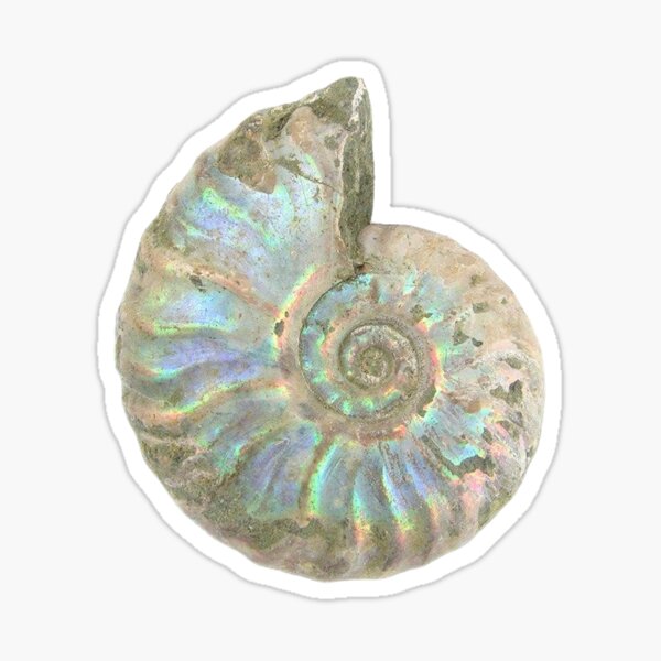Item preview, Ammonite Pearl Shell Swirl designed and sold by ellanely.