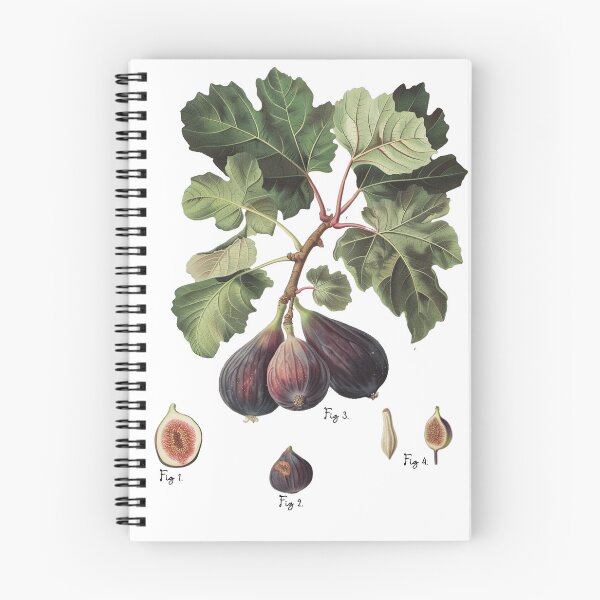 Item preview, Fig observation designed and sold by GAETIGE.
