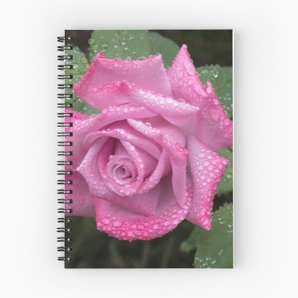 Item preview, Pink Rose Leith Park Victoria 20180115 2075 designed and sold by Fred Mitchell.