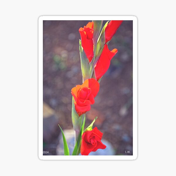 Item preview, Gladiolus designed and sold by LisaWootenPhoto.